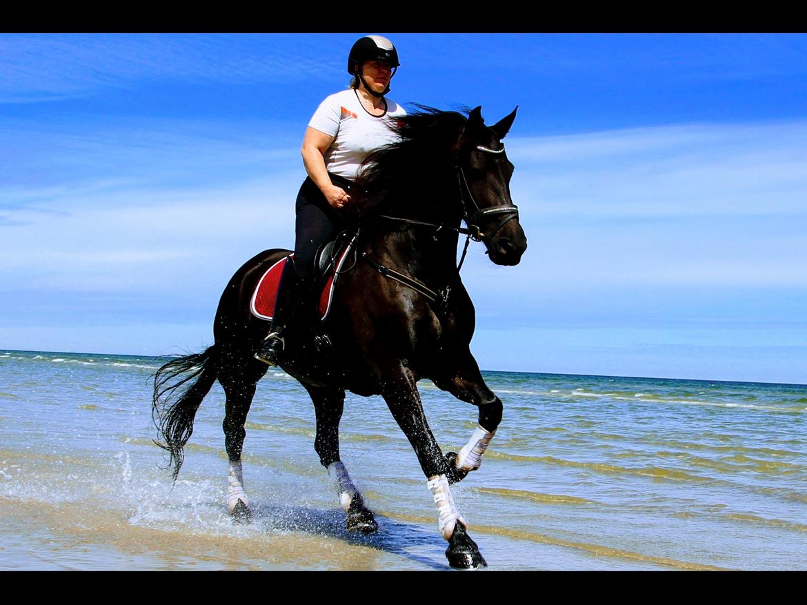 Barockpferd Zafir af Kashede billede 17