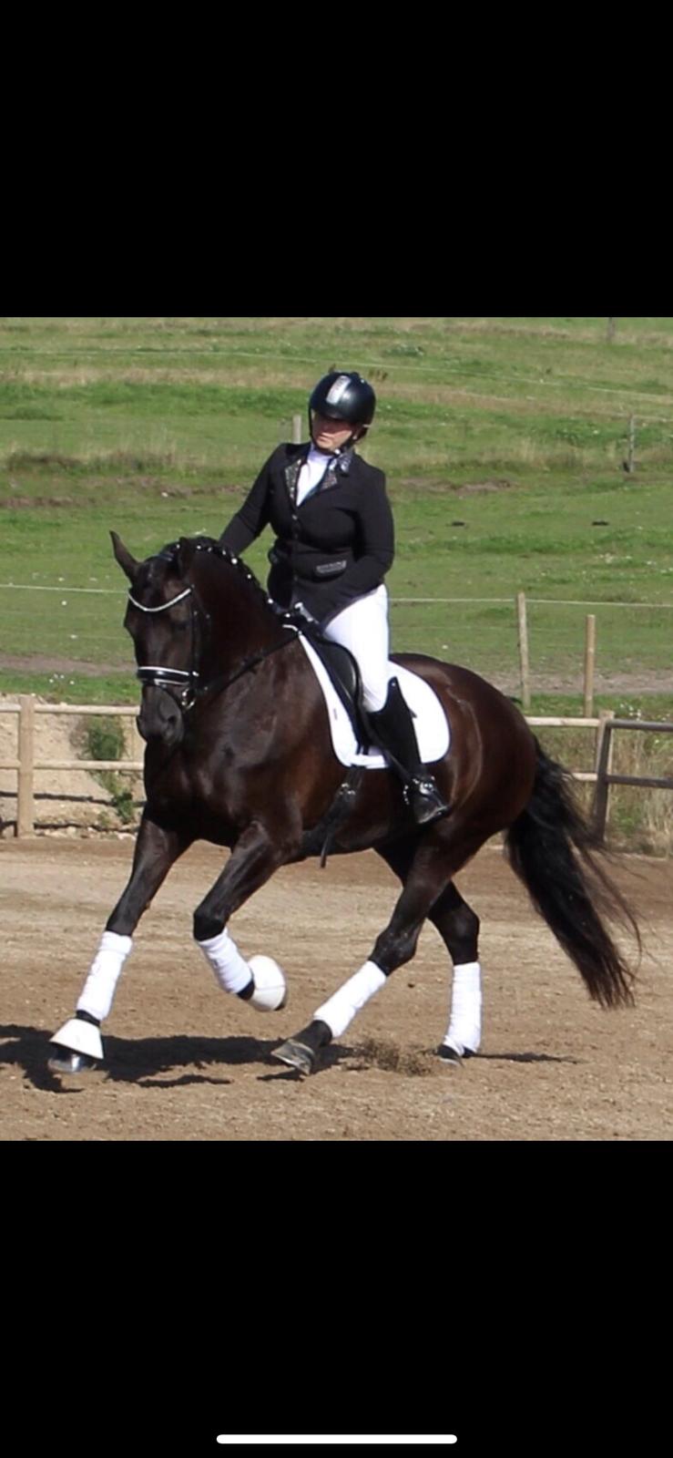 Barockpferd Zafir af Kashede billede 18