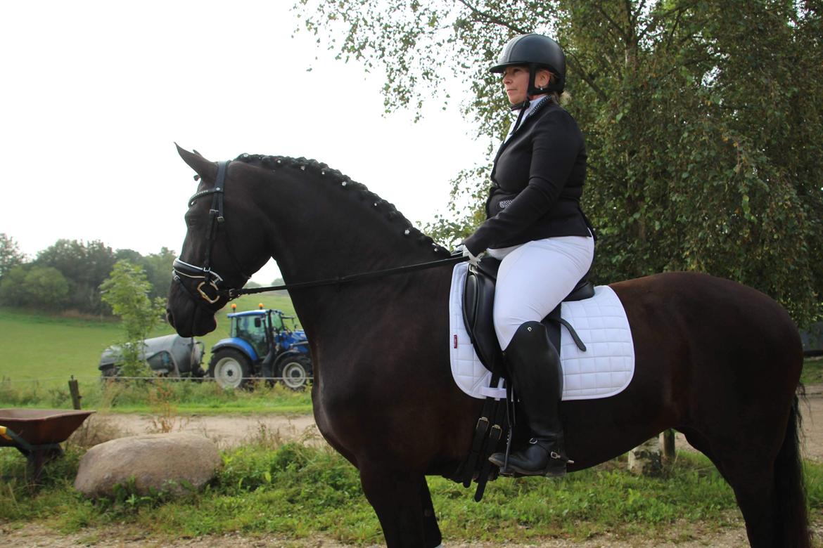 Barockpferd Zafir af Kashede billede 19