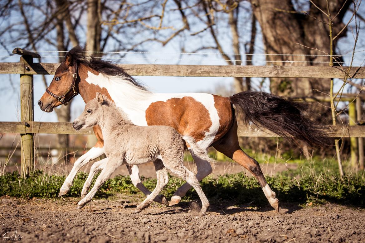 Amerikansk Miniature Hyrule Horses Rasputin billede 2