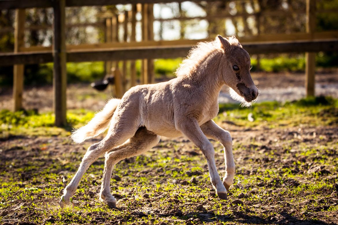 Amerikansk Miniature Hyrule Horses Rasputin billede 6