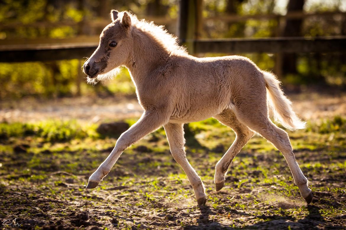 Amerikansk Miniature Hyrule Horses Rasputin billede 7