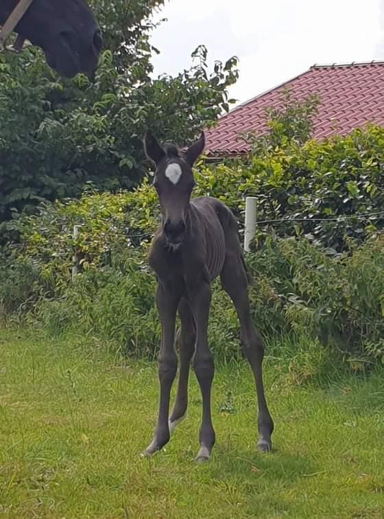 Dansk Varmblod Nørgaards miss ginatug billede 11