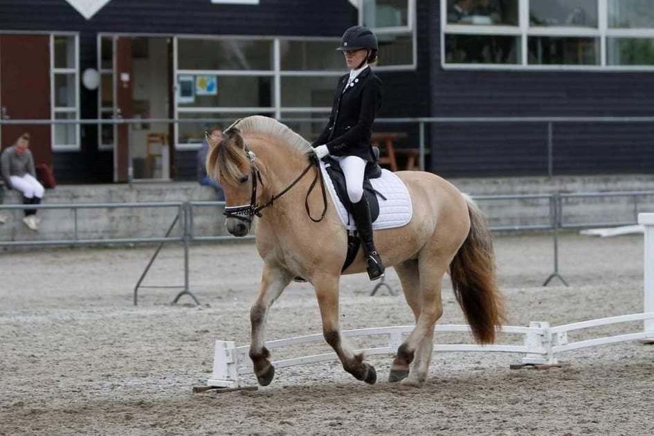 Fjordhest Vikkelsøe's Agent - 5 års Championat billede 6