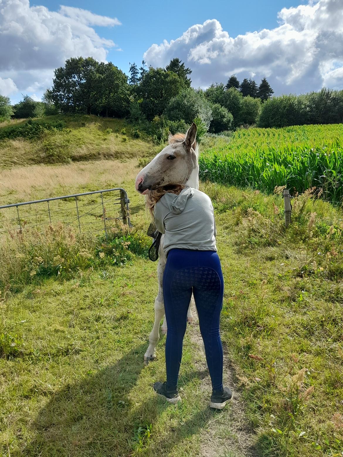 Pinto Søgårds Amaranto  billede 10