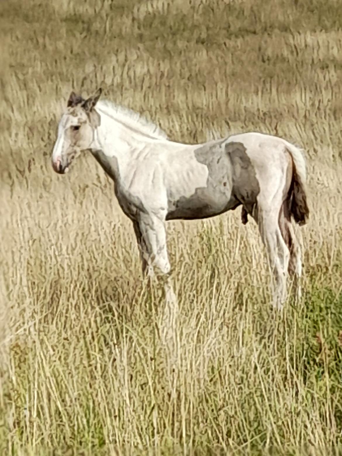 Pinto Søgårds Amaranto  billede 11