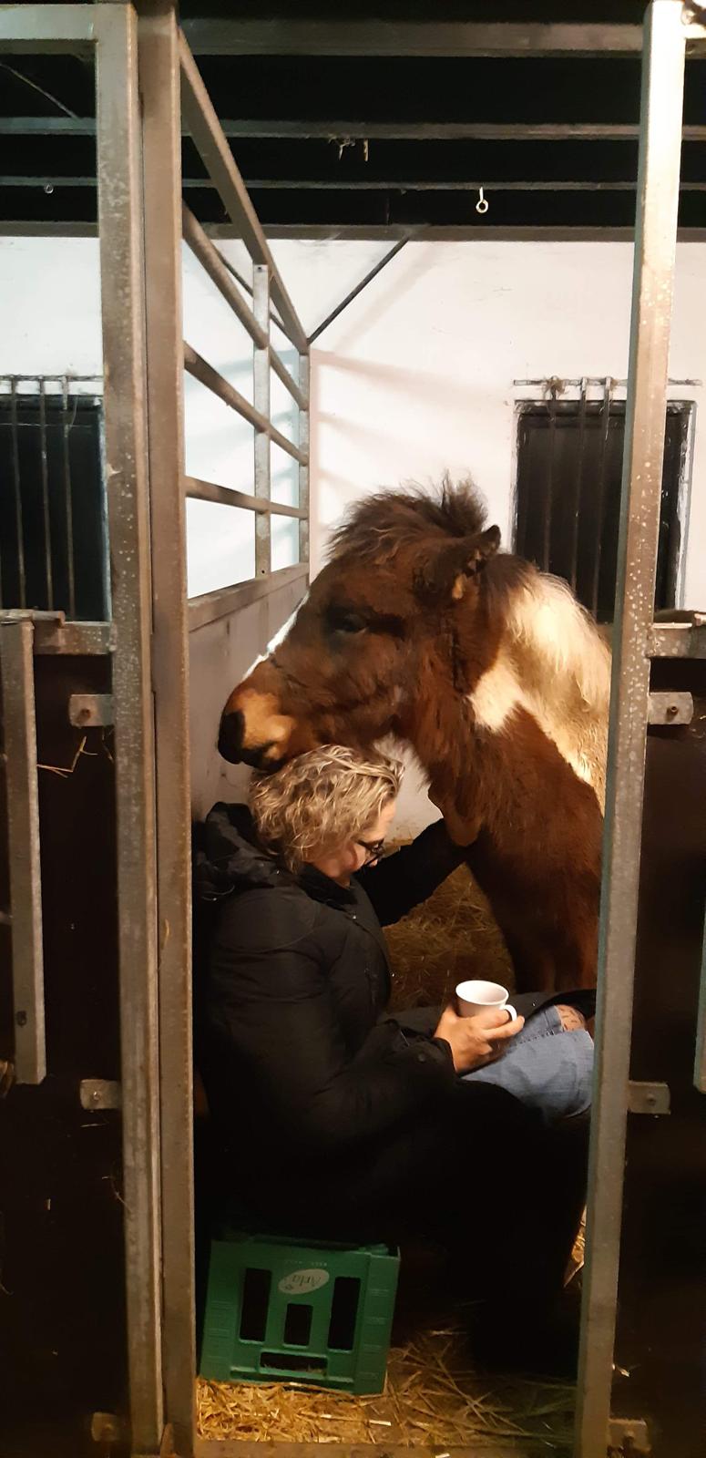 Islænder Litla friða fra lindskov  billede 1