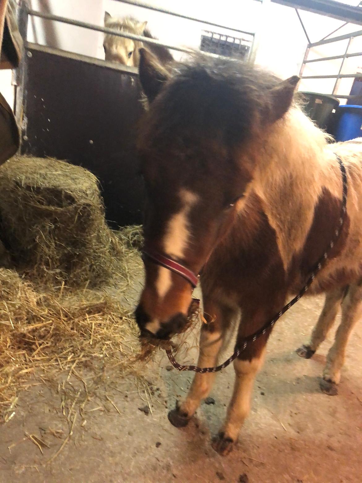 Islænder Litla friða fra lindskov  billede 2