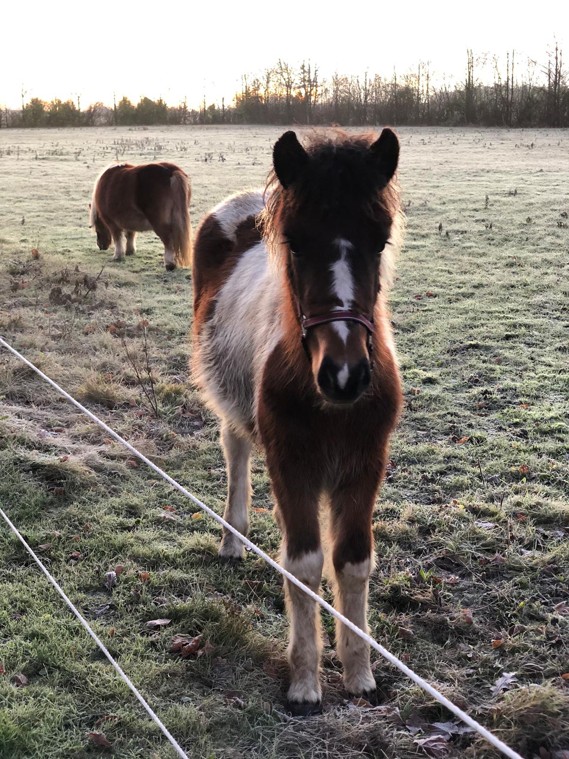 Islænder Litla friða fra lindskov  billede 3