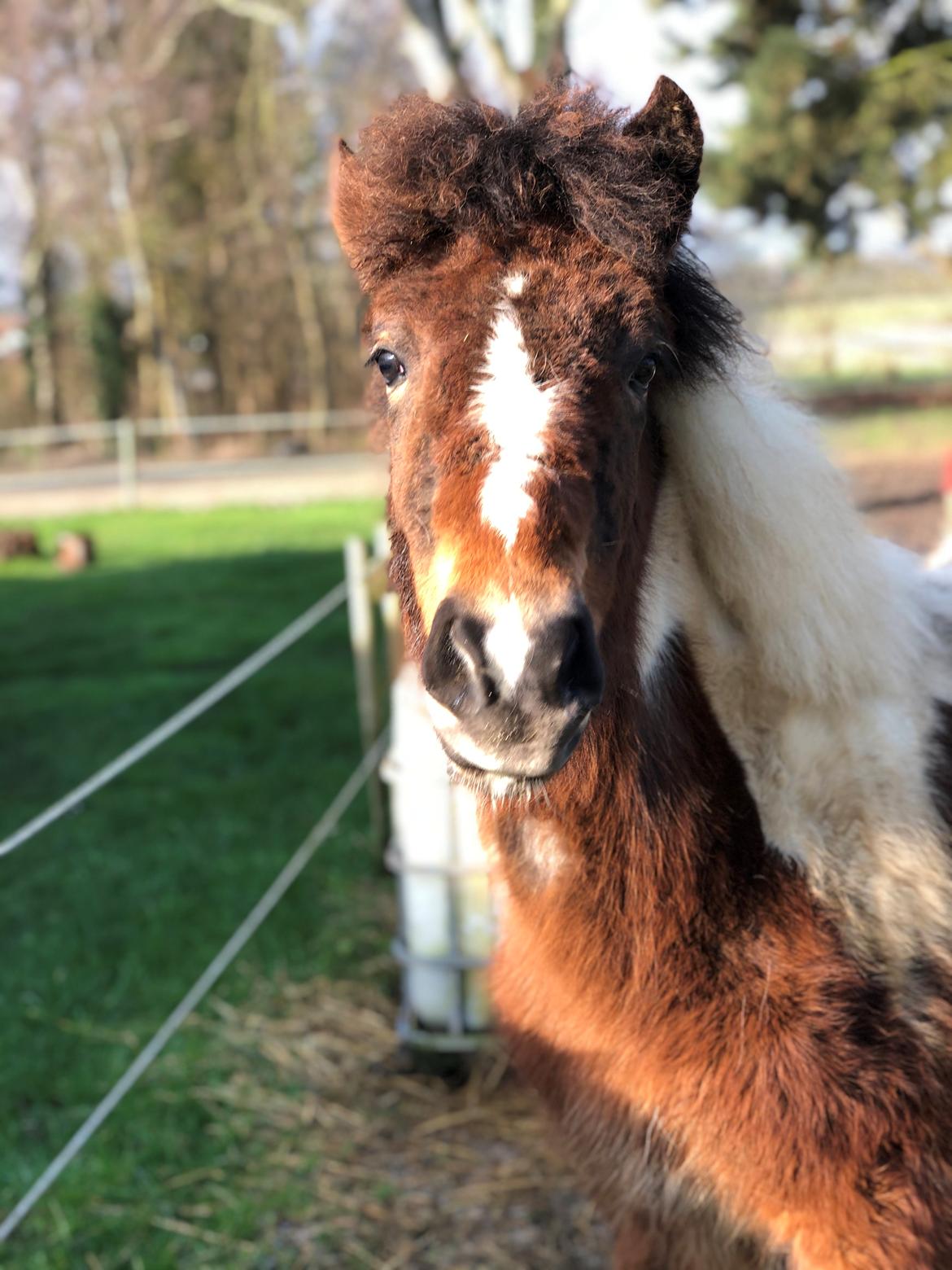 Islænder Litla friða fra lindskov  billede 6