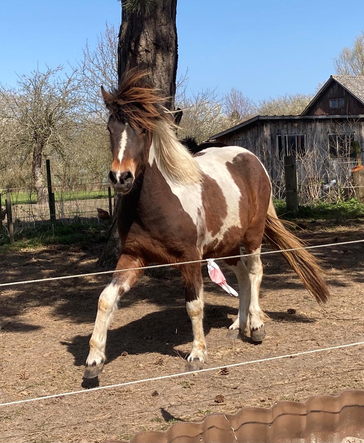 Islænder Litla friða fra lindskov  billede 5