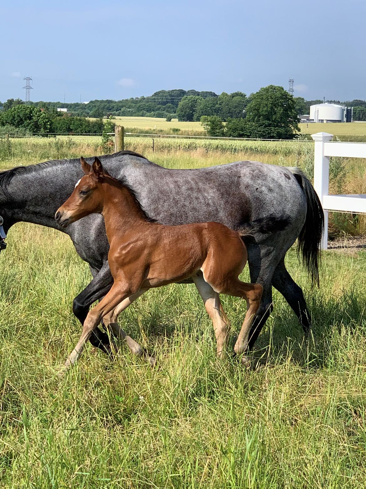 DSP Elmegaardens Lady Marion (Lotte) - Lady Marion med sit afkom Elmegaardens Darling Deluxe billede 16