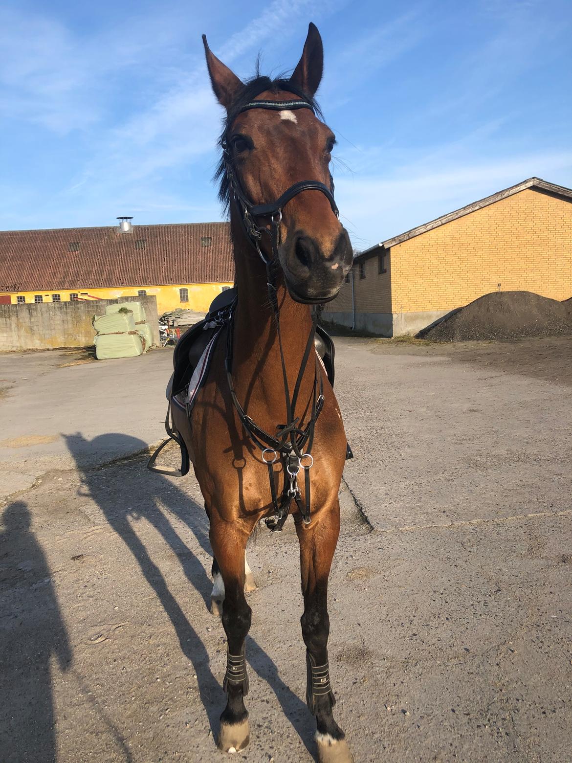 Dansk Varmblod Aggersvolds victoria billede 14