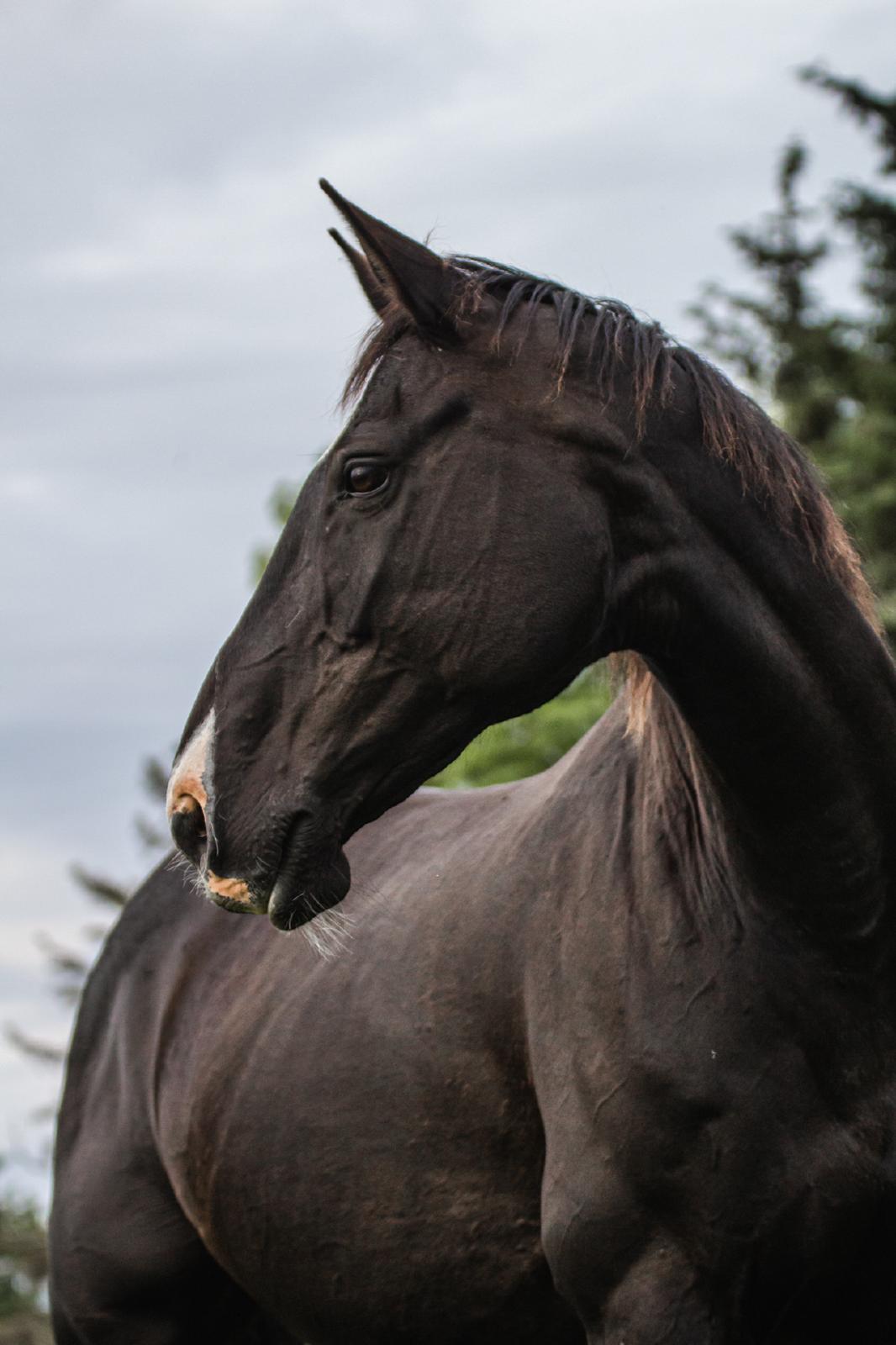 Anden særlig race Starlight billede 13