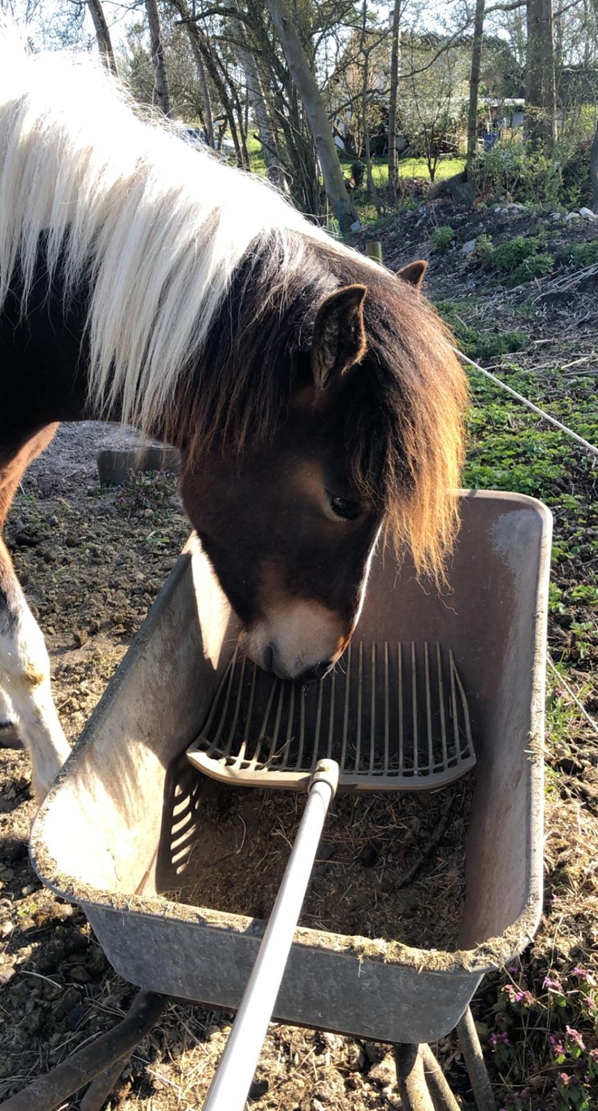 Islænder Litla friða fra lindskov  billede 7