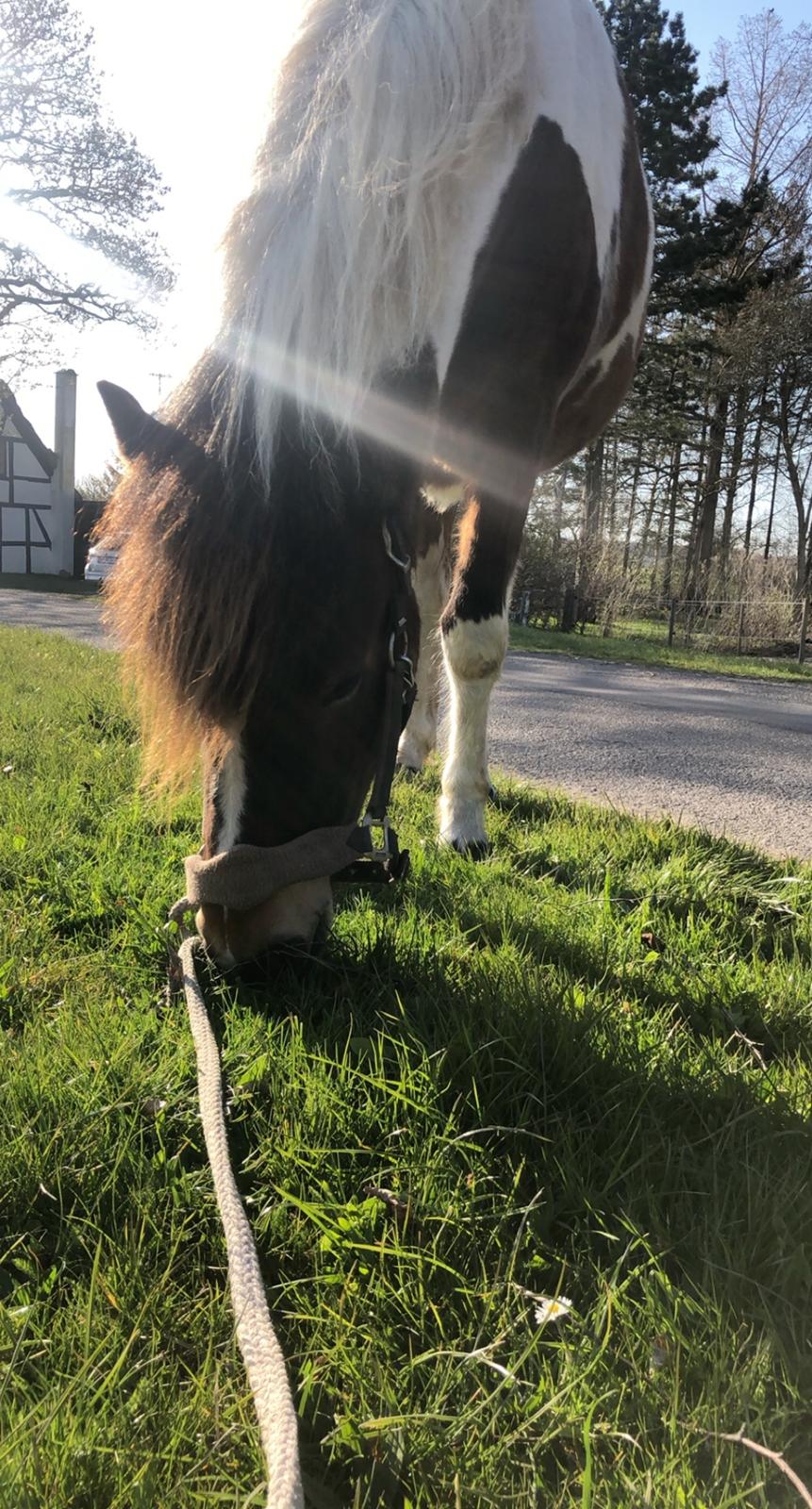 Islænder Litla friða fra lindskov  billede 8