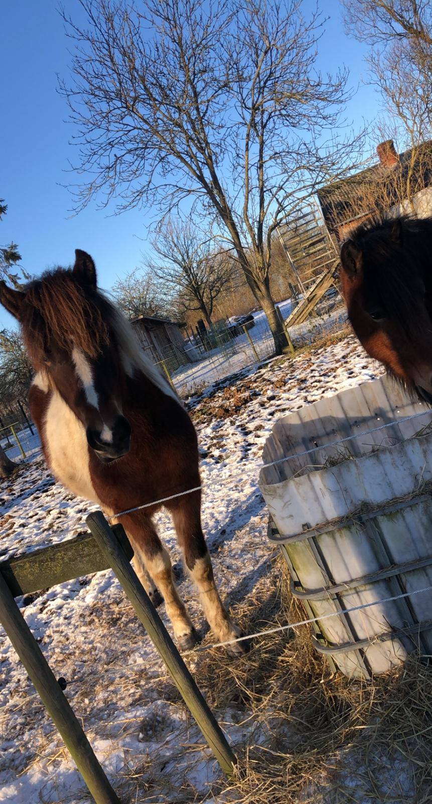 Islænder Litla friða fra lindskov  billede 11