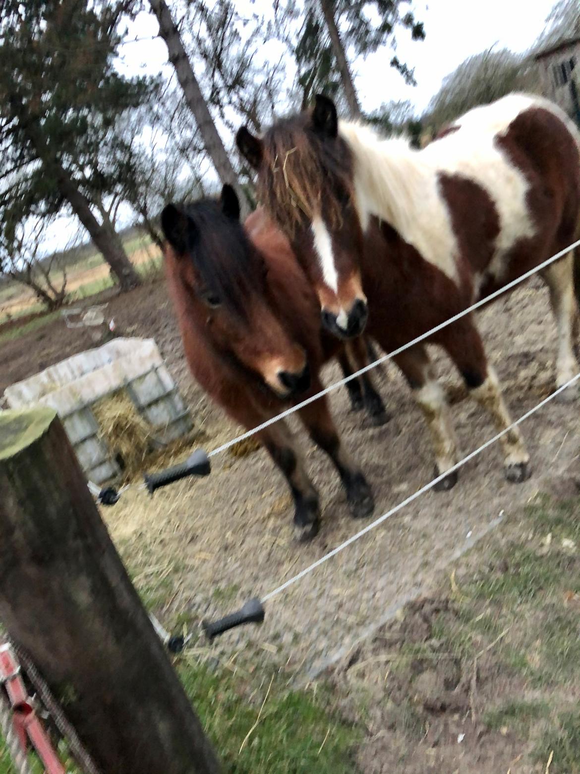 Islænder Litla friða fra lindskov  billede 13