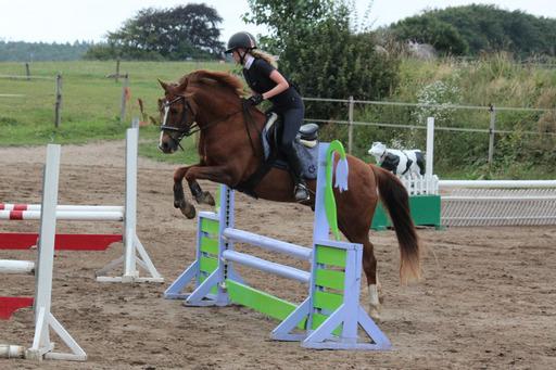 DSP Snorgaards Mango billede 4