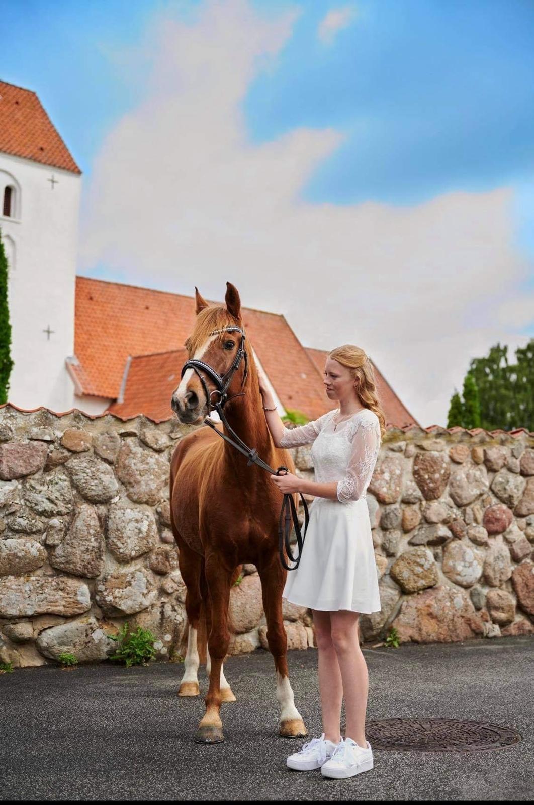 DSP Snorgaards Mango billede 10