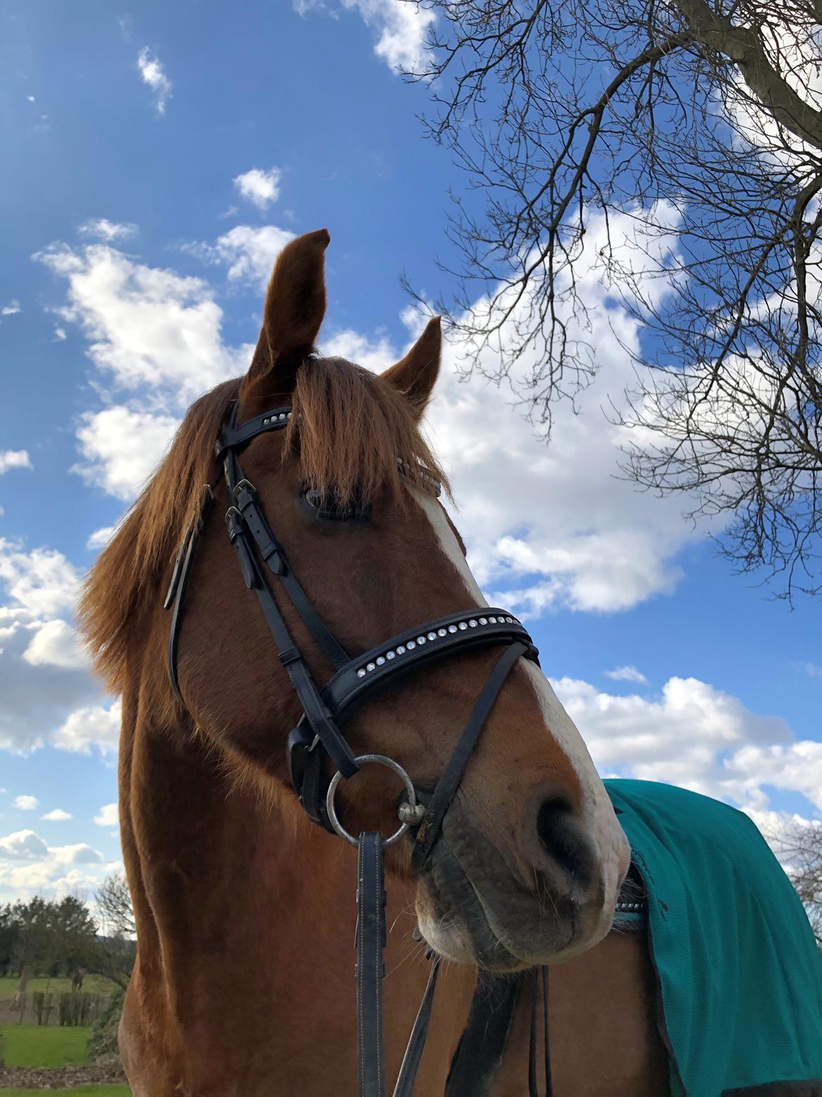 DSP Snorgaards Mango billede 14