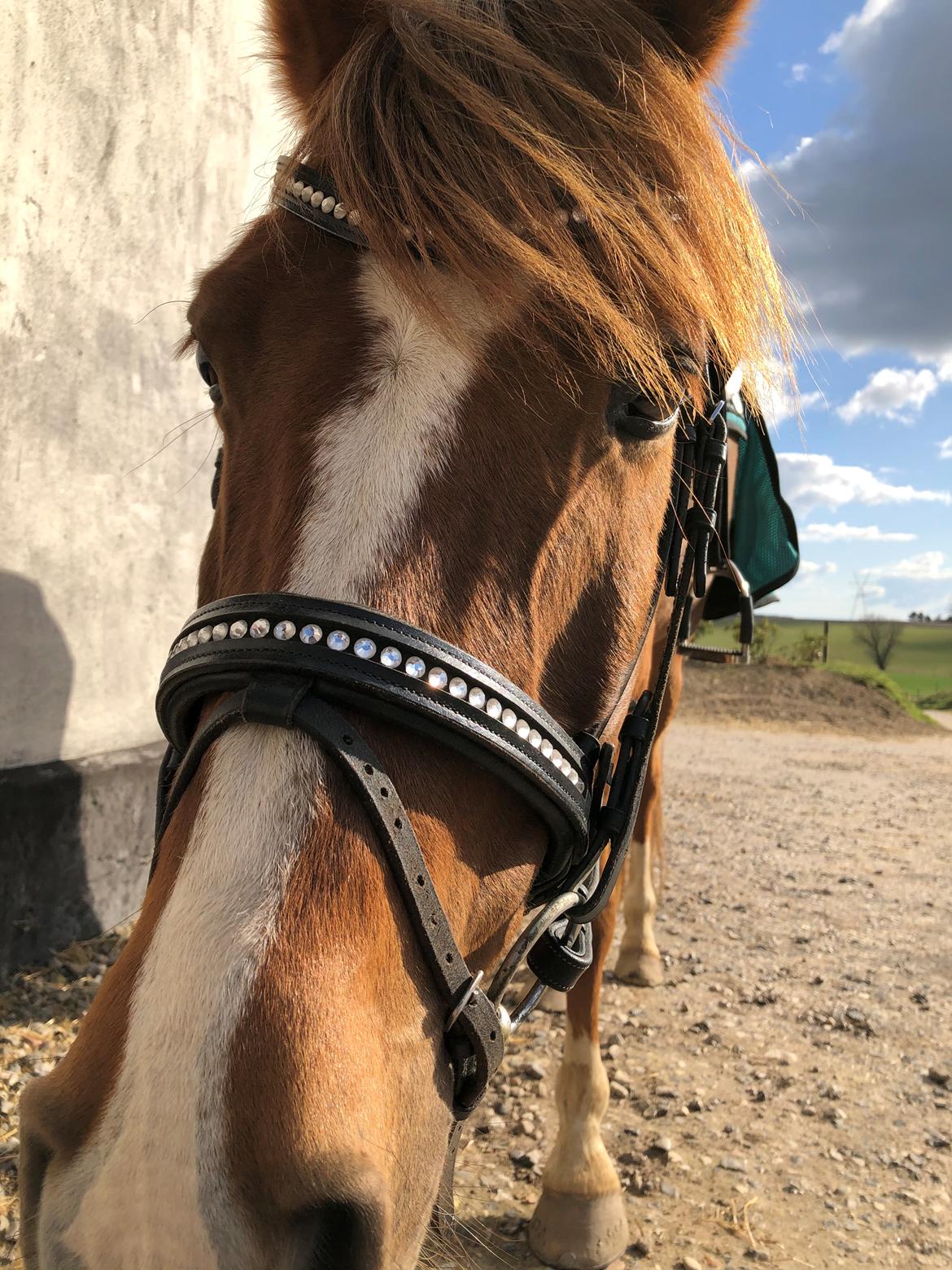 DSP Snorgaards Mango billede 15