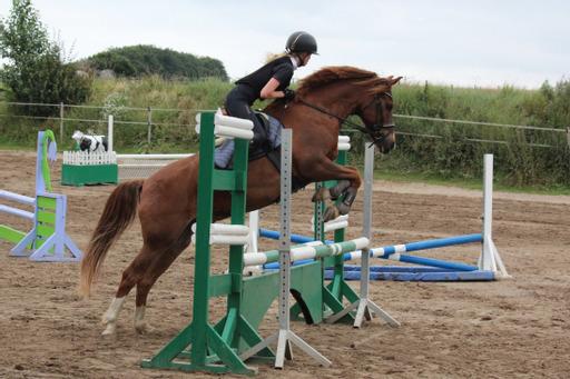 DSP Snorgaards Mango billede 1