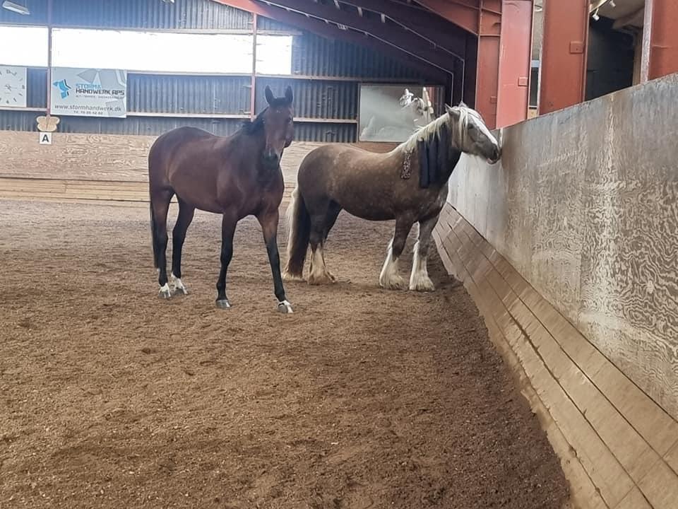 Anden særlig race - Donna billede 8