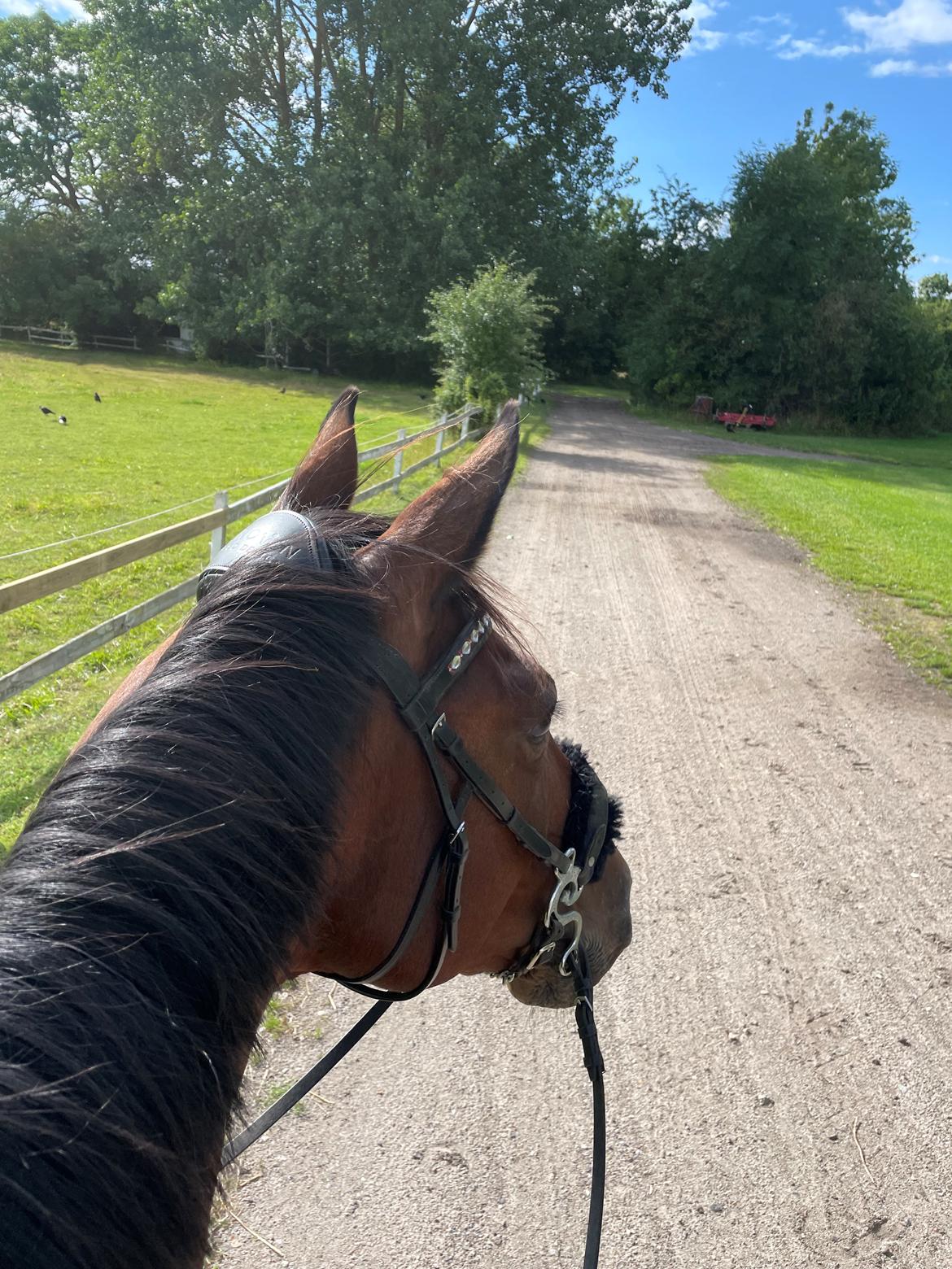 Anden særlig race - Donna billede 9