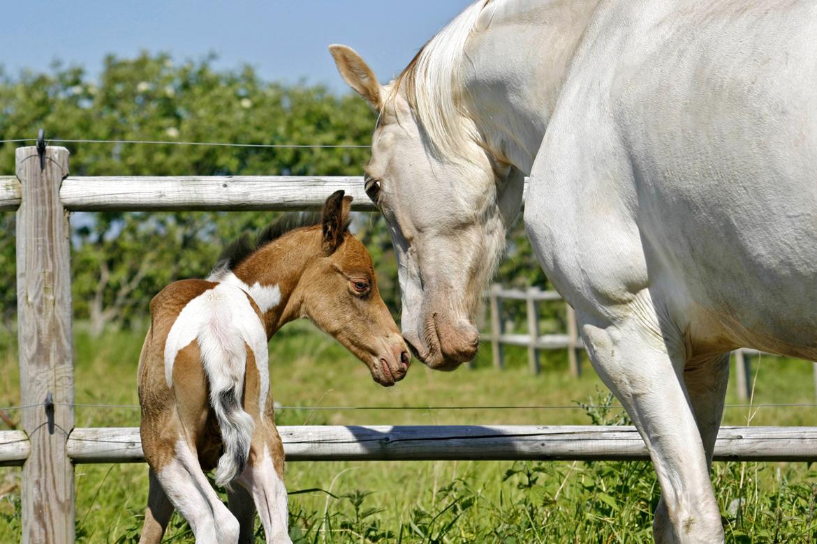 Tennessee Walker | Coin's Up for Justice - Billdede af Joveno Foto billede 5