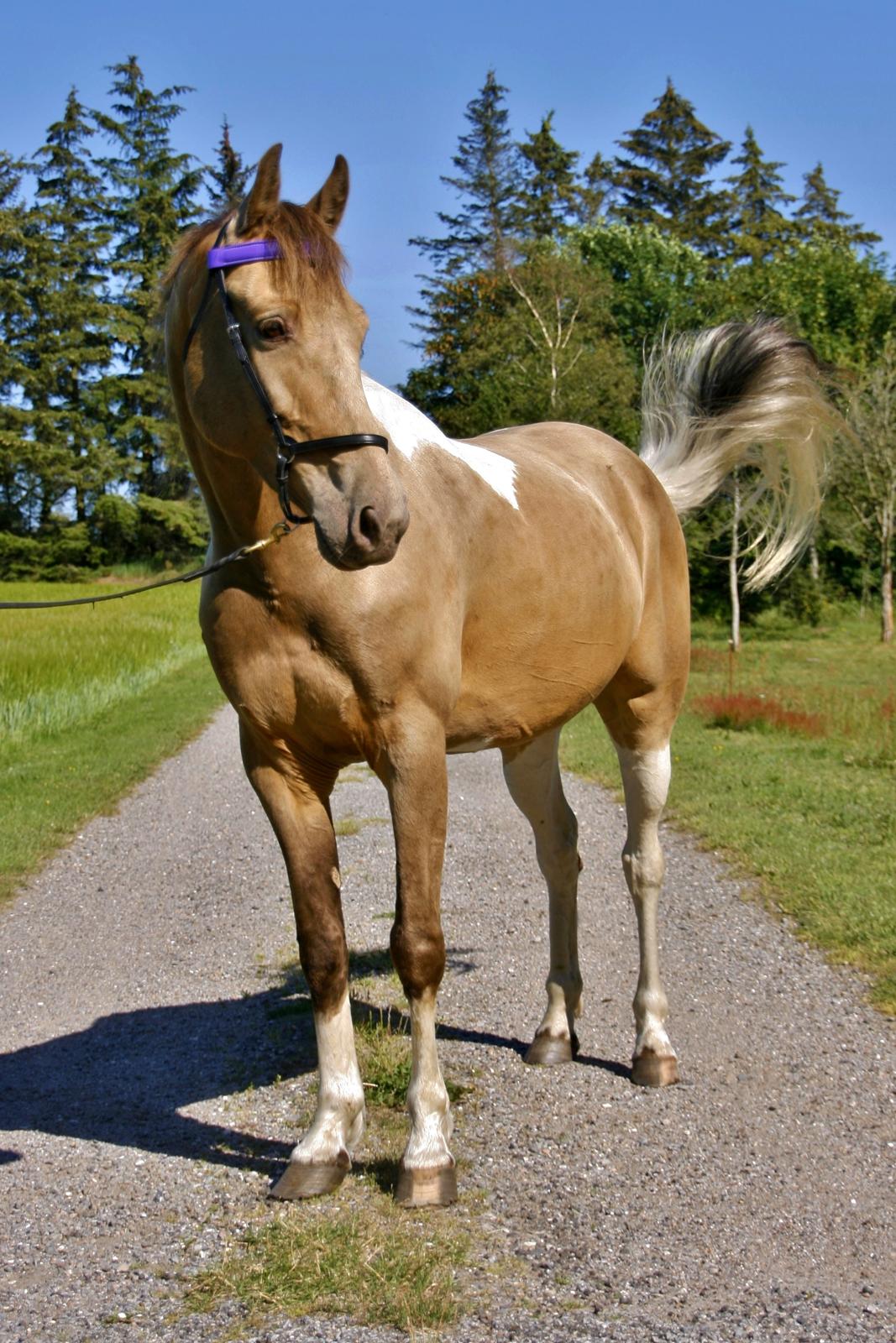 Tennessee Walker | Coin's Up for Justice billede 2