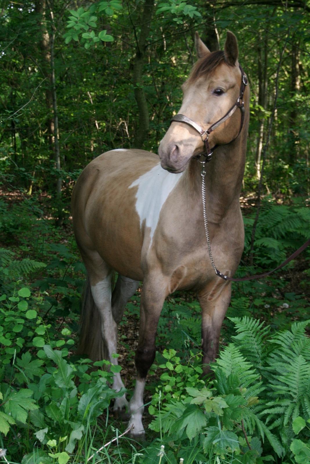 Tennessee Walker | Coin's Up for Justice billede 7