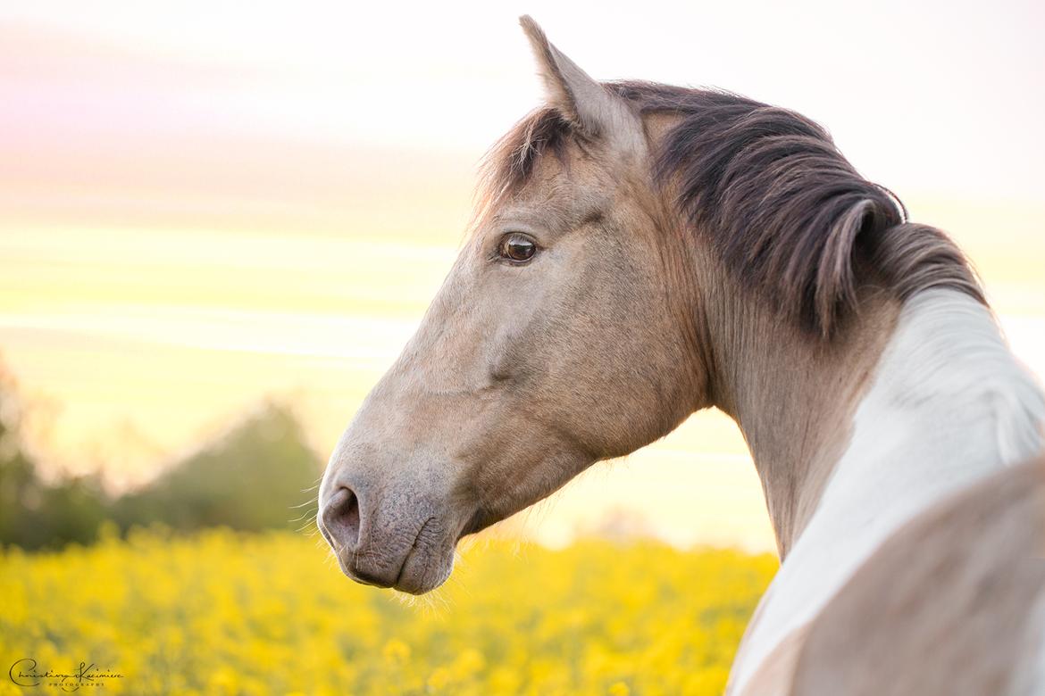 Tennessee Walker | Coin's Up for Justice - Billdede af Dyrefotograf Christina Kazimierz billede 8