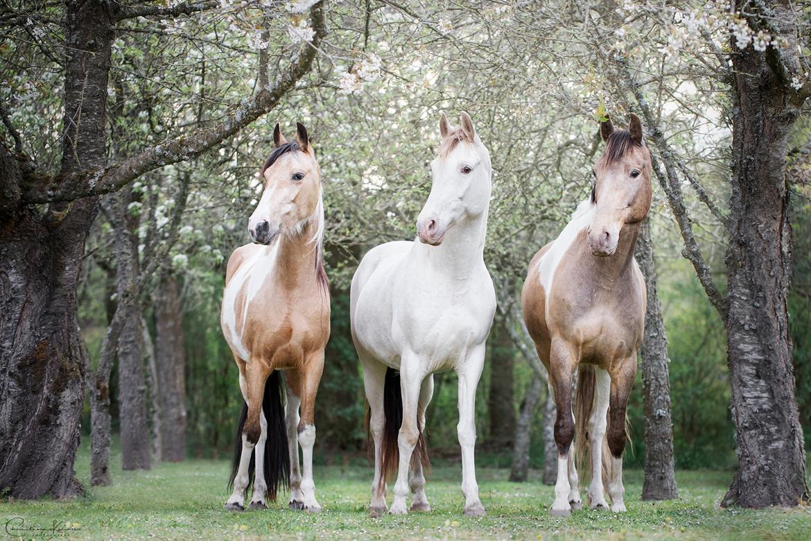 Tennessee Walker | Coin's Up for Justice - Billdede af Dyrefotograf Christina Kazimierz billede 9