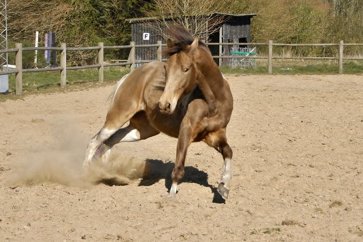 Tennessee Walker | Coin's Up for Justice billede 13