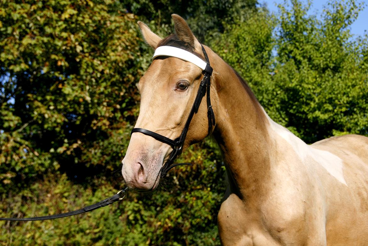 Tennessee Walker | Coin's Up for Justice billede 14