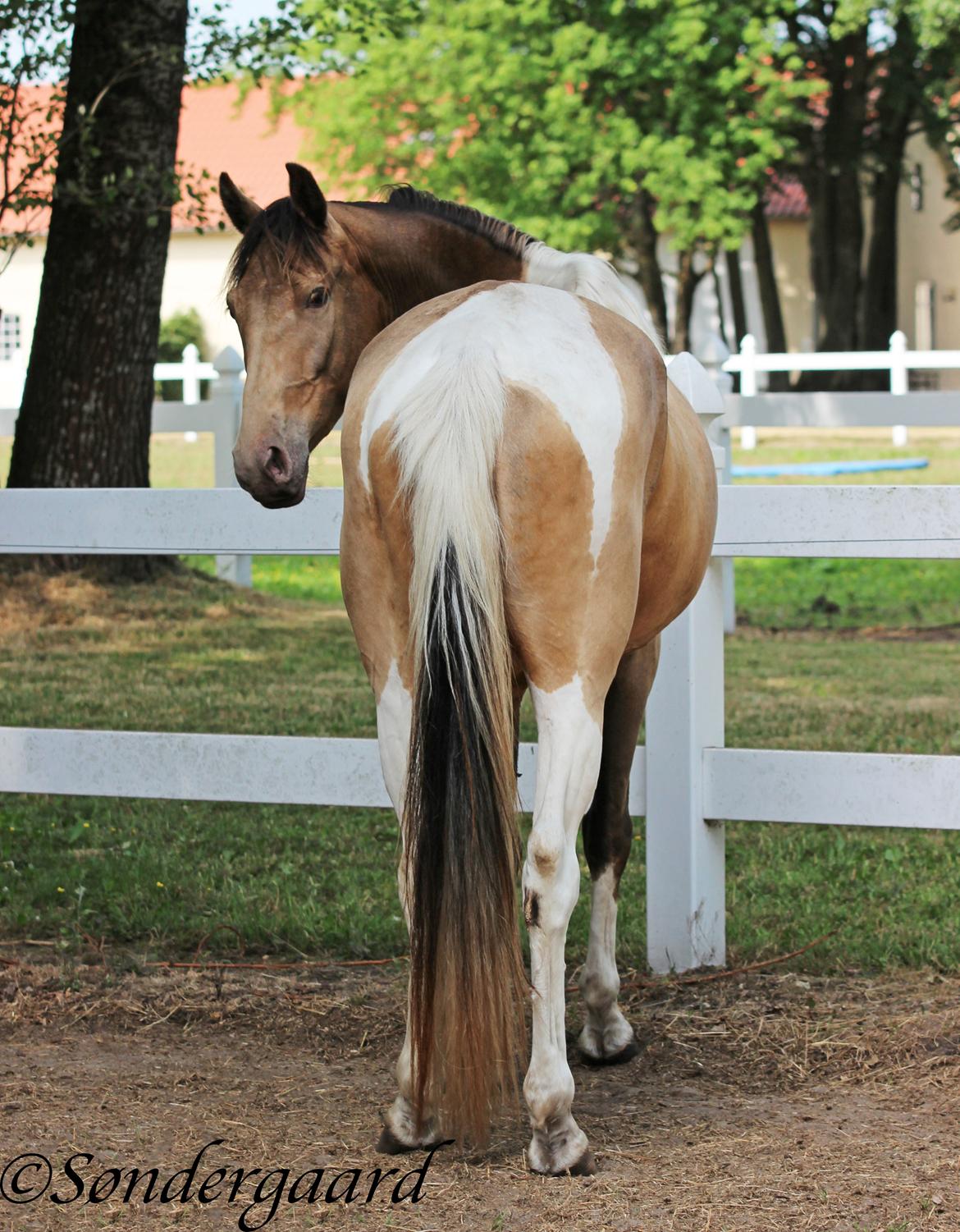 Tennessee Walker | Coin's Up for Justice - Billdede af Søndergaard Foto billede 15