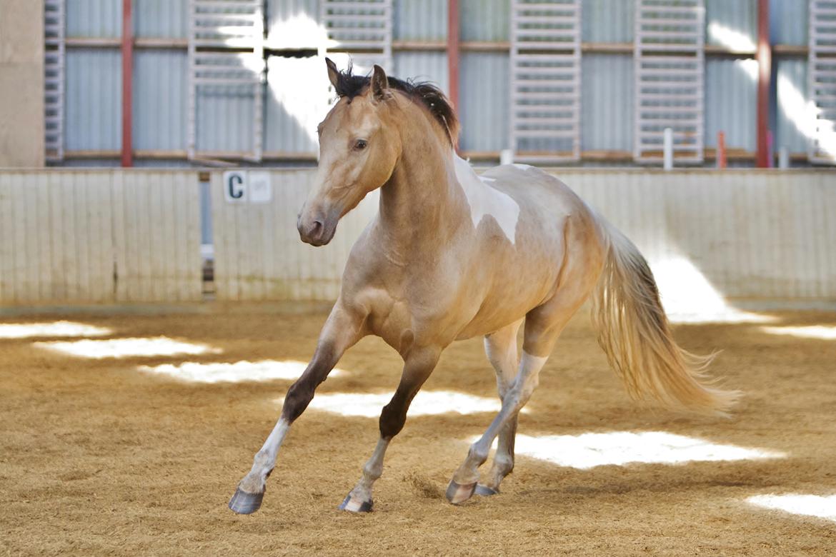 Tennessee Walker | Coin's Up for Justice - Billdede af Camfoto billede 16