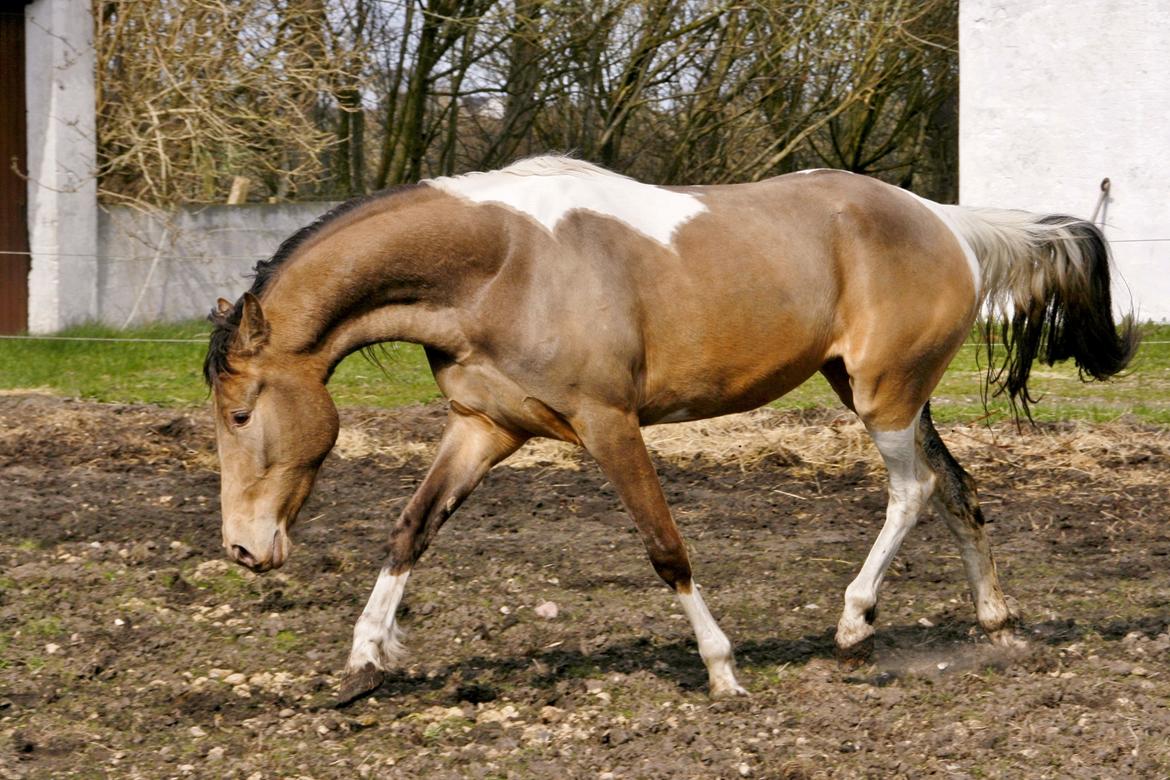 Tennessee Walker | Coin's Up for Justice billede 20