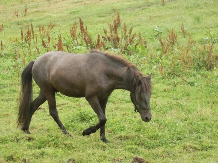 Islænder Krummi fra Ultvedgård billede 1