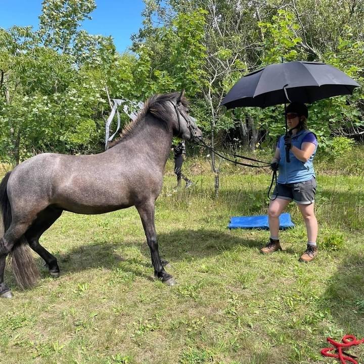 Islænder Krummi fra Ultvedgård billede 3