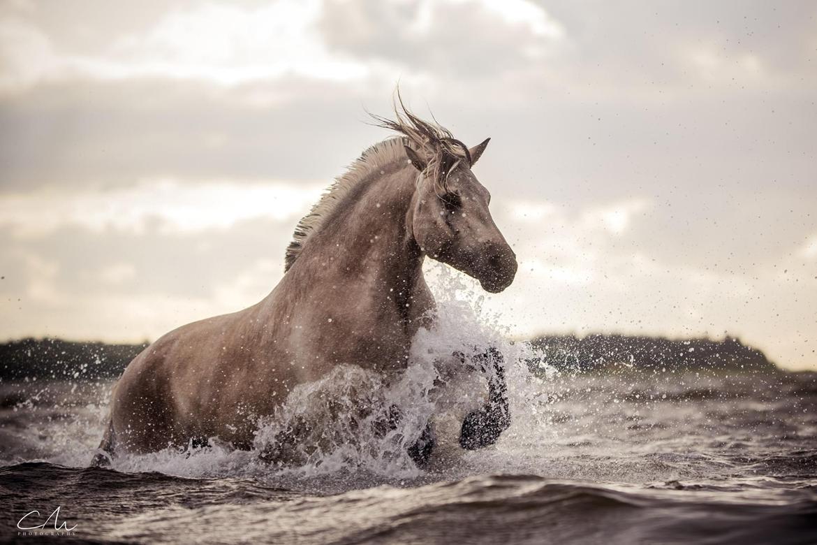 Fjordhest Gyldenfjords valiant billede 18