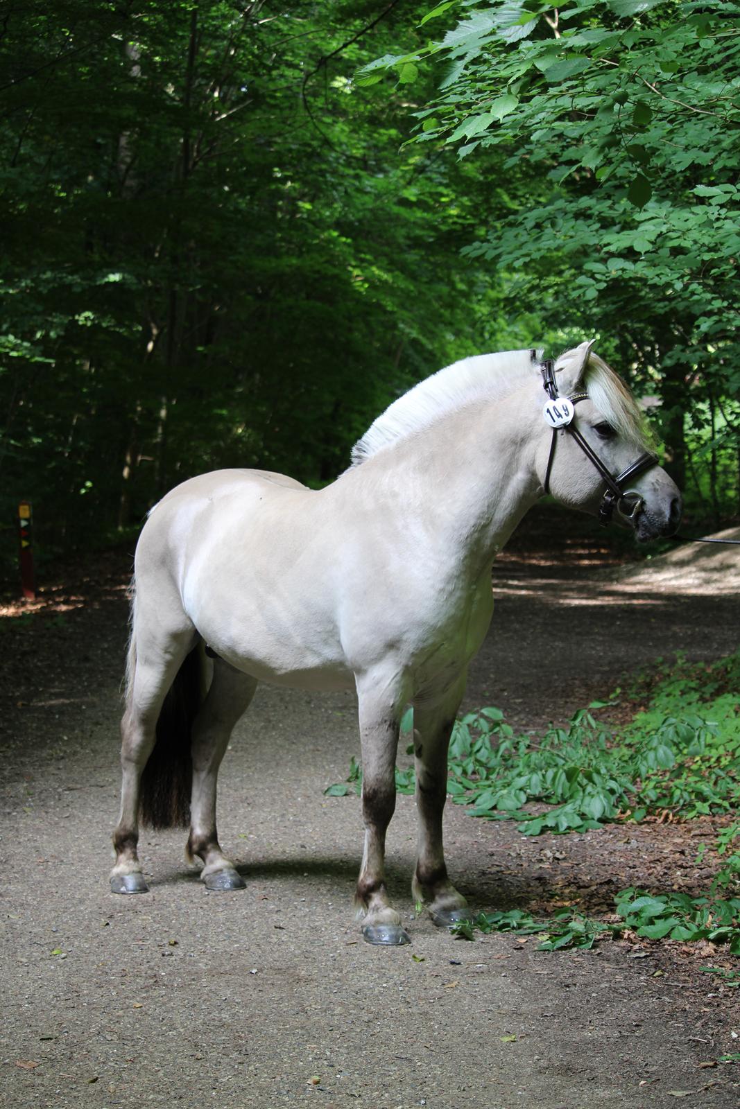 Fjordhest Gyldenfjords valiant billede 19