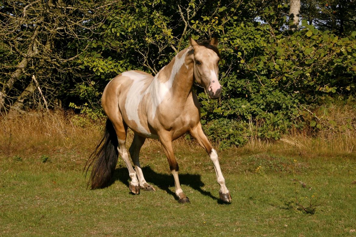 Tennessee Walker | Pride'n'Justice billede 1