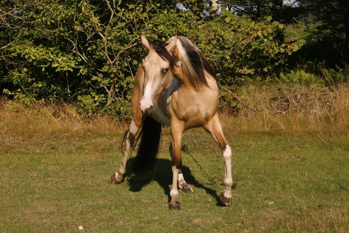 Tennessee Walker | Pride'n'Justice - 4 år gammel billede 17