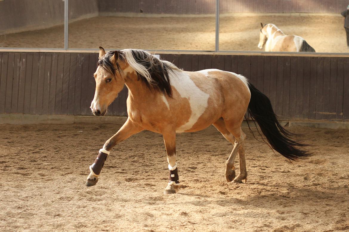 Tennessee Walker | Pride'n'Justice - Foto: Tanja Andersen billede 9