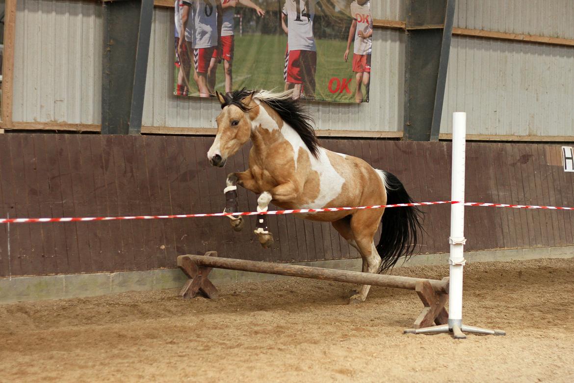 Tennessee Walker | Pride'n'Justice - Foto: Tanja Andersen billede 14