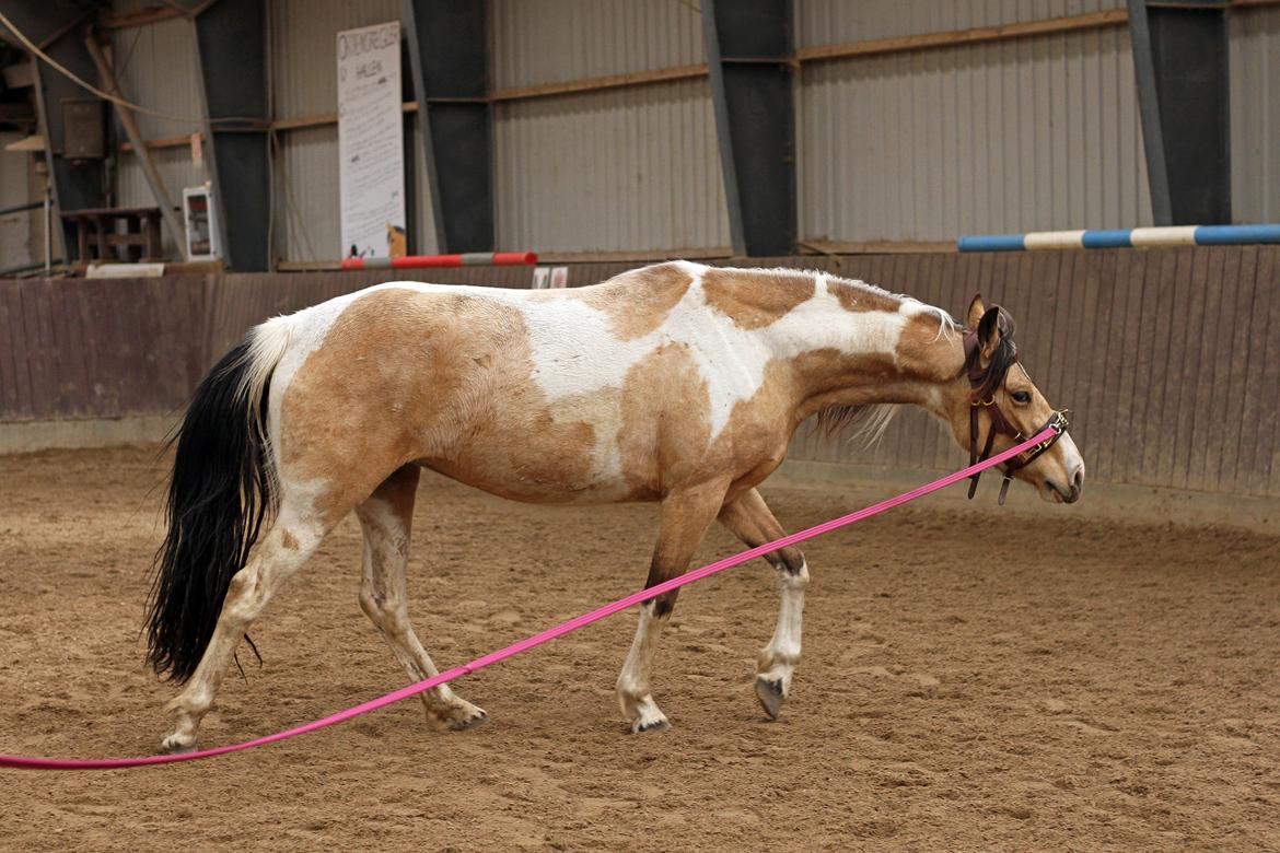 Tennessee Walker | Pride'n'Justice - Foto: Tanja Andersen billede 18