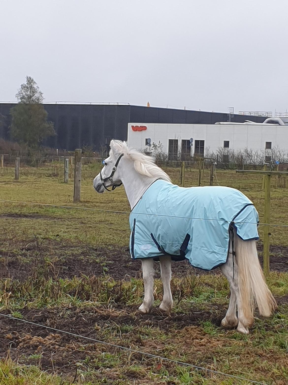 Anden særlig race Kroghsgård Mira  billede 2