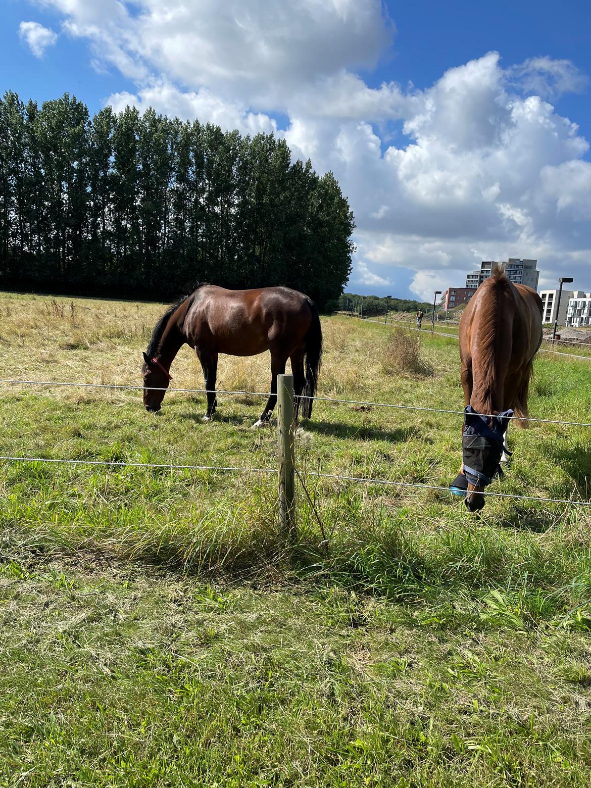 Anden særlig race - Donna billede 13